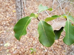 Coptosperma