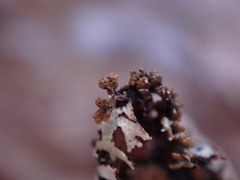 Hypogymnia lophyrea