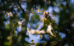 Eulemur rufifrons