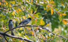 Hypsipetes madagascariensis