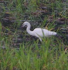 Egretta garzetta