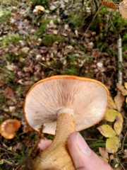 Lactarius aurantiacus
