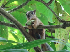 Sciurus variegatoides