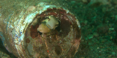 Petroscirtes breviceps