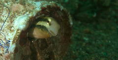 Petroscirtes breviceps