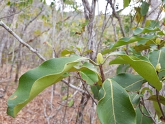Coptosperma