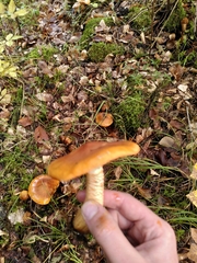 Lactarius aurantiacus