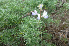 Lupinus variicolor