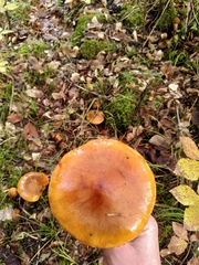 Lactarius aurantiacus