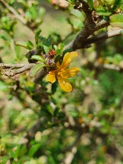 Sida tenuicarpa