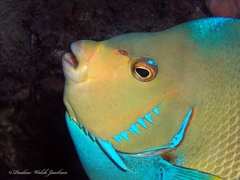 Holacanthus bermudensis