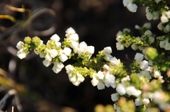 Erica fimbriata