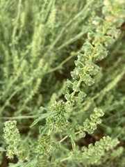 Ambrosia acanthicarpa