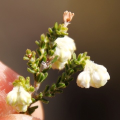 Erica fimbriata