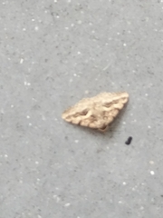 Frederickia s-signata