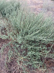 Ambrosia acanthicarpa