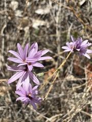 Lessingia hololeuca