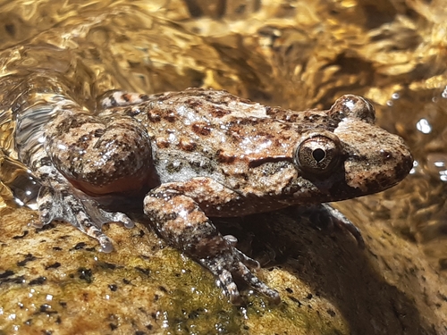 Corsican Painted Frog, Corse, FR, photo 9 of 10