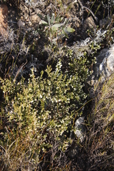 Erica fimbriata