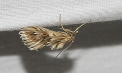 Cynaeda dentalis
