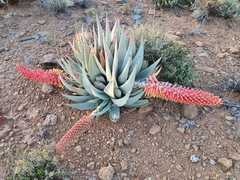 Aloe claviflora
