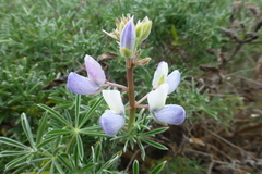Lupinus variicolor