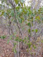 Coptosperma