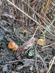 Xeromphalina cauticinalis