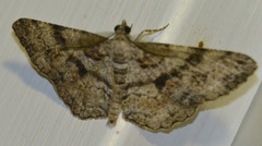 Peribatodes secundaria