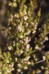 Erica fimbriata