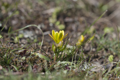 Gagea bohemica