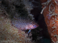 Malacoctenus macropus