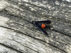 Synanthedon exitiosa