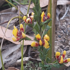 Pultenaea retusa