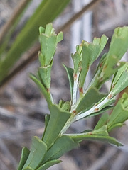 Pultenaea retusa
