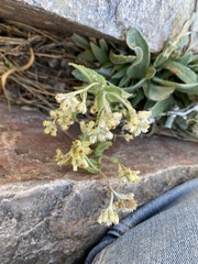 Pseudognaphalium canescens