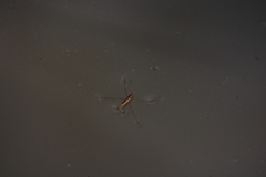 Limnoporus notabilis