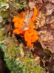 Dacrymyces chrysospermus
