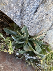 Pseudognaphalium canescens