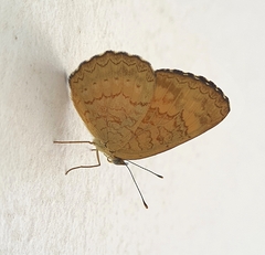 Tegosa
