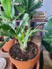 Schlumbergera truncata