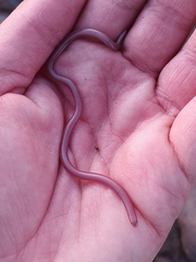 Rhinotyphlops lalandei