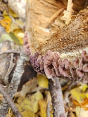 Chondrostereum purpureum