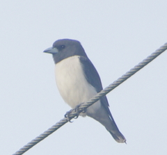 Artamus leucorynchus