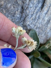 Pseudognaphalium canescens