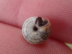 Xeroplexa intersecta