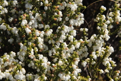 Erica fimbriata