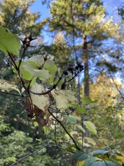 Philadelphus lewisii