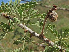 Tanaostigmodes howardii
