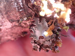 Peltigera collina